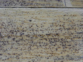 Mysterious Black Spots In Wood Floors