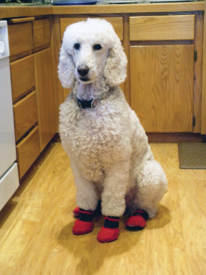Problematic Pooches For Dog Nails Booties Could Be The Answer